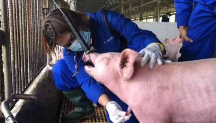 Waspada Kasus Flu Babi Afrika, Jabar Siaga