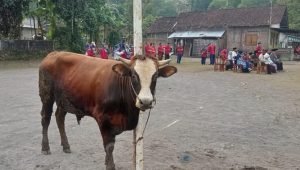 4 Kategori Hewan Kurban yang Tidak Sah Dikurbankan