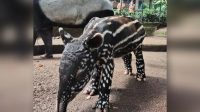 Anak Tapir Lahir di Kebun Binatang Bandung
