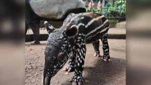 Anak Tapir Lahir di Kebun Binatang Bandung