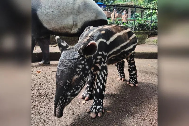 Anak tapir yang baru lahir di Kebun Binatang Bandung. ( Kebun Binatang Bandung)