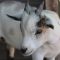 Ilustrasi kepala kambing-Unsplash/ Tish Lacarme-Unsplash/ Tish Lacarme