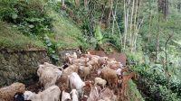 TERJUNGKAL : Kondisi truk bermuatan puluhan ekor kambing saat masuk ke jurang sedalam 15 meter di ruas Jalan Raya Alternatif Tenjoayu, tepatnya di Kampung Tenjoayu, Desa Nangerang, Kecamatan Cicurug, Kabupaten Sukabumi pada Senin (19/06) siang.