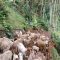 TERJUNGKAL : Kondisi truk bermuatan puluhan ekor kambing saat masuk ke jurang sedalam 15 meter di ruas Jalan Raya Alternatif Tenjoayu, tepatnya di Kampung Tenjoayu, Desa Nangerang, Kecamatan Cicurug, Kabupaten Sukabumi pada Senin (19/06) siang.
