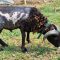 Kambing-Berlafad-Allah