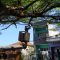 Pohon-ditebang