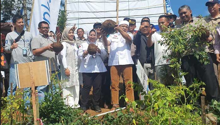 Porang-Garut