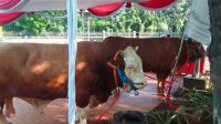 Hewan kurban sapi dari Presiden Joko Widodo