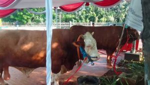 Kisah Untung Rawat Sapi Limosin dari Jokowi dan Ma’ruf Amin, Bahagia Banget