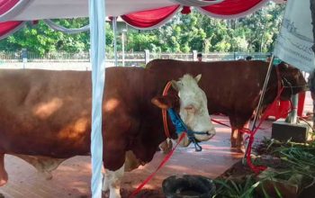 Hewan kurban sapi dari Presiden Joko Widodo