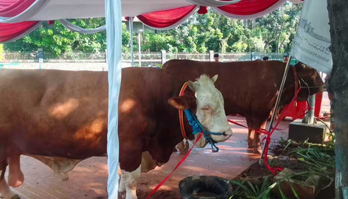 Hewan kurban sapi dari Presiden Joko Widodo