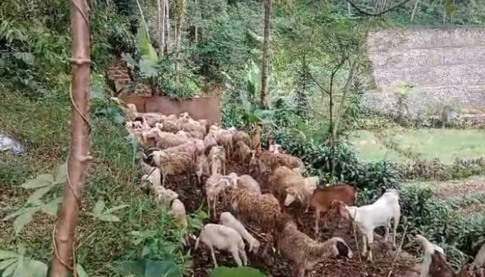 Tuk-Kambing