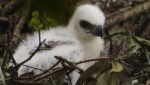 Anak Burung Garuda lahir di TNGPP Cianjur