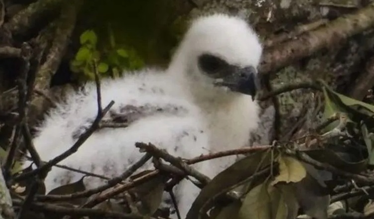Seekor anak elang jawa menambah populasi hewan langka dilindungi di Taman Nasional Gunung Gede Pangrango, CIanjur, Jawa Barat, yang lahir 11 hari yang lalu atau tepatnya Hari Lahir Pancasila 1 Juni 2023. (ANTARA/istimewa). (FOTO ANTARA/Ahmad Fikri)
