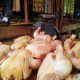 MULAI NAIK : Harga Daging ayam naik di Pasar Palabuhanratu, Kabupaten Sukabumi. (FOTO : NANDI/ RADARSUKABUMI)