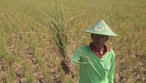 Warga Miskin di Sukabumi Akan Dapat Tanah Gratis Dari Pemerintah untuk Dikelola