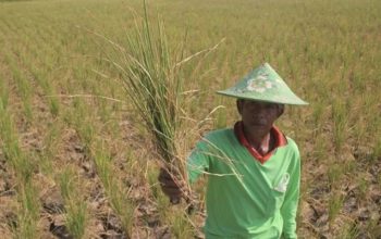 Petani mengambil tanaman padi miliknya yang rusak akibat kekeringan di desa Pegagan, kecamatan Terisi, Indramayu, Jawa Barat, Senin (15/7/2019). Sedikitnya 250 hektare lahan sawah di kecamatan tersebut mengalami puso dan gagal panen akibat kesulitan mendapat pasokan air irigasi. Dedhez Anggara/agr