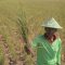 Petani mengambil tanaman padi miliknya yang rusak akibat kekeringan di desa Pegagan, kecamatan Terisi, Indramayu, Jawa Barat, Senin (15/7/2019). Sedikitnya 250 hektare lahan sawah di kecamatan tersebut mengalami puso dan gagal panen akibat kesulitan mendapat pasokan air irigasi. Dedhez Anggara/agr