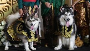 Heboh Pernikahan Anjing Pakai Adat Jawa Habiskan Rp 200 Juta