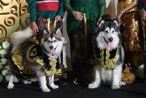 Pernikahan Anjing Pakai Adat Jawa Habiskan Biaya Rp 200 Juta, Pemilik Bocorkan Alasannya-Twitter/@bublerable-