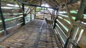 Belasan Kambing di Palabuhanratu Sukabumi Raib Digondol Maling