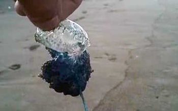 Ubur-ubur-jingga