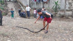Ular Cobra Teror Warga Ciranji Sukabumi, Bikin Was Was