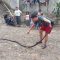 Ular Cobra Sukabumi