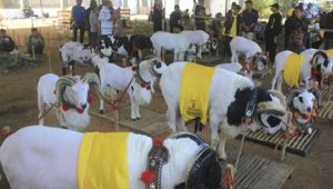 1.500 Peternak Domba siap semarakkan Kontes