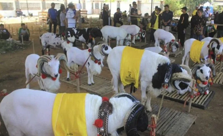 Pengunjung mengamati hewan ternak yang diikutsertakan dalam kontes ternak tingkat Jawa Barat di GOR Singalodra, Indramayu, Jawa Barat, Rabu (24/7/2019). 