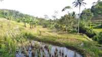 Kemarau, 12 Hektar Lahan Pertanian di Desa Jampangtengah Sukabumi Terancam Gagal Panen