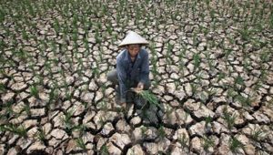 Lahan Pertanian di Sukabumi Mulai Kekeringan, Distan: Ada 248 Hektare