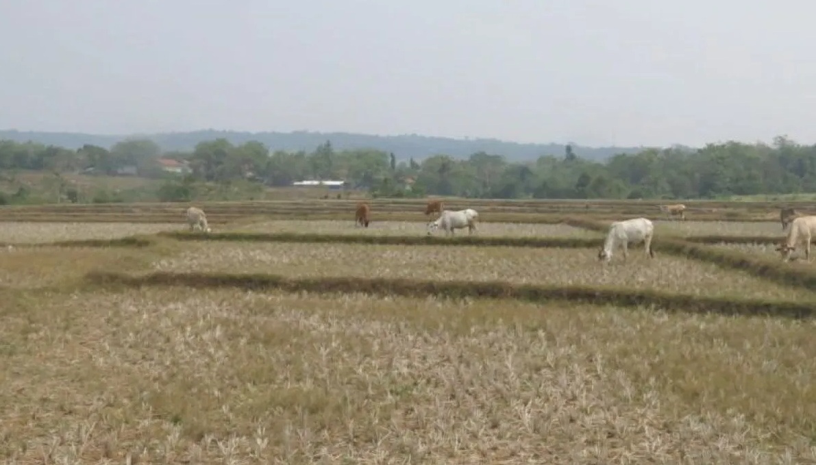 Lahan pertanian di wilayah Kabupaten Bogor, Jawa Barat. 