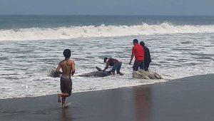 Ikan Paus Terdampar di Pantai Palabuhanratu Sukabumi, Penuh Luka-luka