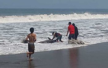 IkanPaus Pantai Palabuhanratu Sukabumi