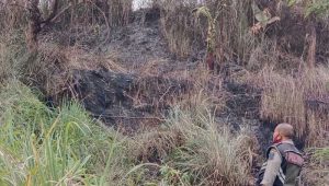 Kebakaran Hutan di Sukabumi, Akibat Praktik Pembukaan Lahan