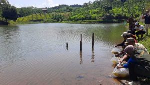 Jaga Kelestarian Situ Cekdam Waluran Sukabumi, Diskan Tebar Ribuan Ikan