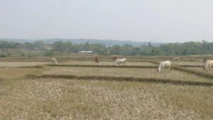Pemkab Bogor Catat 7 Hektare Sawah Gagal Panen