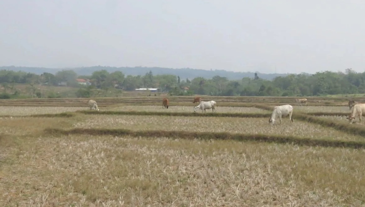 Lahan pertanian di wilayah Kabupaten Bogor, Jawa Barat. (ANTARA)