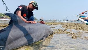 Nelayan Ciracap Temukan Bangkai Lumba-Lumba Terdampar di Pantai