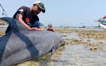 TERDAMPAR : Nelayan saat melakukan pengecekan  lumba-lumba yang terdampar di pantai Ciracap Kabupaten Sukabumi.(foto : ist)