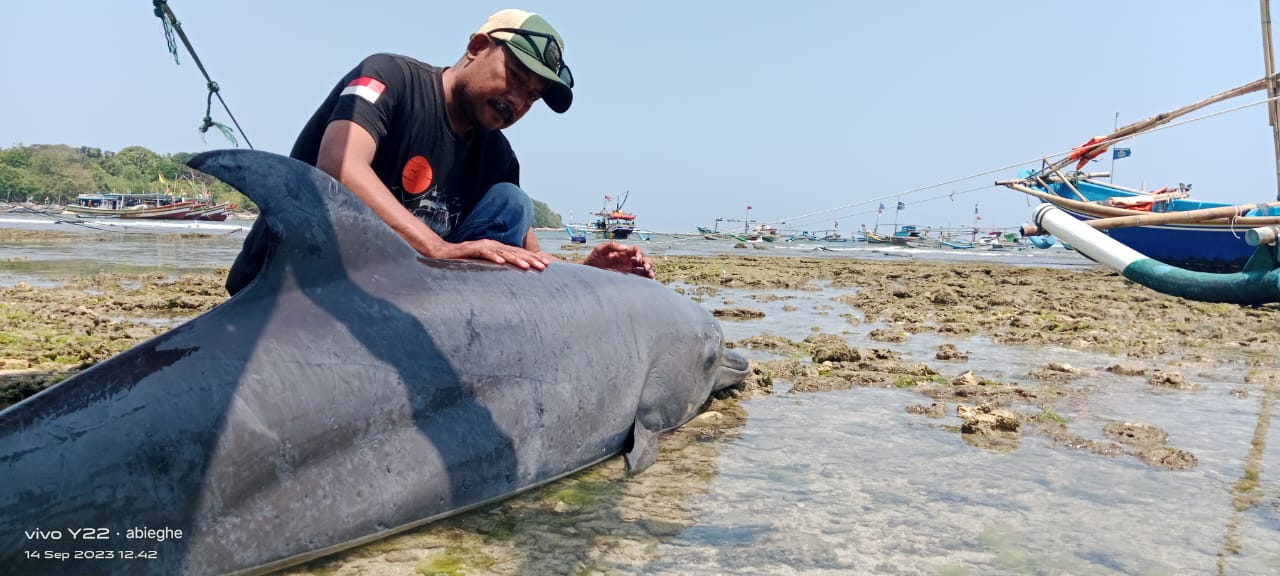 TERDAMPAR : Nelayan saat melakukan pengecekan  lumba-lumba yang terdampar di pantai Ciracap Kabupaten Sukabumi.(foto : ist)