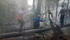 Lahan HGU PTPN Nyalindung Sukabumi Terbakar