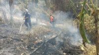 Kebakaran Lahan Kebun Bambu Sukabumi