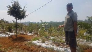 Kekeringan di Sukabumi, 20 Hektare Sayuran di Desa Ciengang Gagal Panen