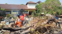 Pohon Tumbang Dayeuhluhur Sukabumi