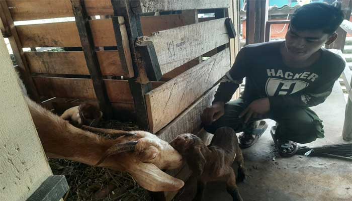 Polbangtan Bogor Panen Kambing