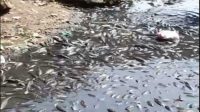 Ribuan Ikan di Sungai Cileungsi Mati