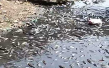 Ribuan Ikan di Sungai Cileungsi Mati