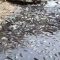 Ribuan Ikan di Sungai Cileungsi Mati